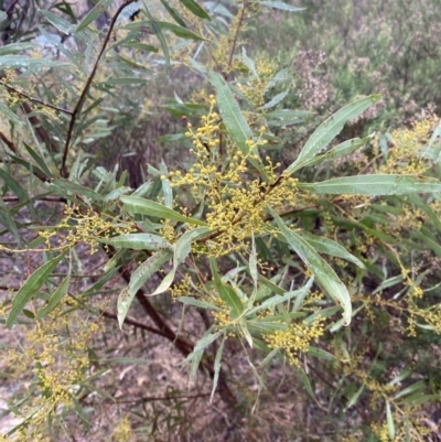Acacia rubida (Red-stemmed Wattle, Red-leaved Wattle) at Queanbeyan East, NSW - 4 Jul 2023 by natureguy