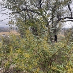 Acacia rubida at Queanbeyan East, NSW - 4 Jul 2023 03:21 PM