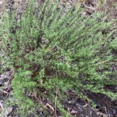 Chrysocephalum semipapposum at Queanbeyan East, NSW - 4 Jul 2023 03:20 PM