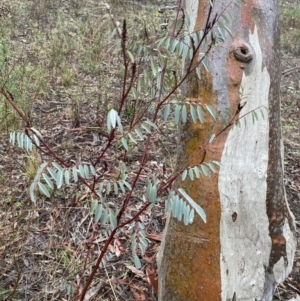 Indigofera australis subsp. australis at Queanbeyan East, NSW - 4 Jul 2023