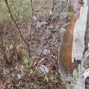 Indigofera australis subsp. australis at Queanbeyan East, NSW - 4 Jul 2023