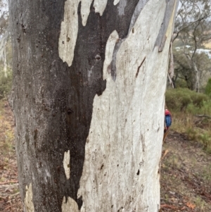 Eucalyptus rossii at Queanbeyan East, NSW - 4 Jul 2023