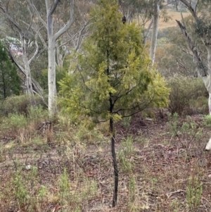 Exocarpos cupressiformis at The Ridgeway, NSW - 4 Jul 2023