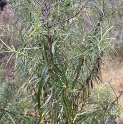 Cassinia longifolia (Shiny Cassinia, Cauliflower Bush) at The Ridgeway, NSW - 4 Jul 2023 by natureguy