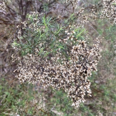 Cassinia quinquefaria (Rosemary Cassinia) at The Ridgeway, NSW - 4 Jul 2023 by natureguy