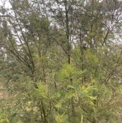 Acacia mearnsii (Black Wattle) at The Ridgeway, NSW - 4 Jul 2023 by natureguy