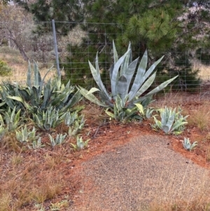 Agave americana at The Ridgeway, NSW - 4 Jul 2023