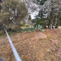 Agave americana at The Ridgeway, NSW - 4 Jul 2023