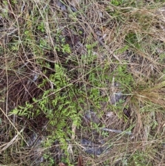 Cheilanthes sieberi subsp. sieberi at The Ridgeway, NSW - 4 Jul 2023