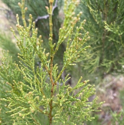 Callitris endlicheri (Black Cypress Pine) at The Ridgeway, NSW - 4 Jul 2023 by natureguy