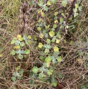 Marrubium vulgare at The Ridgeway, NSW - 4 Jul 2023