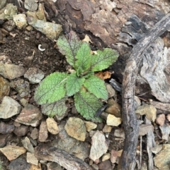 Verbascum virgatum (Green Mullein) at Queanbeyan East, NSW - 4 Jul 2023 by natureguy