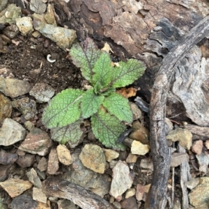 Verbascum virgatum at Queanbeyan East, NSW - 4 Jul 2023 03:00 PM