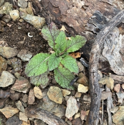 Verbascum virgatum (Green Mullein) at Queanbeyan East, NSW - 4 Jul 2023 by natureguy