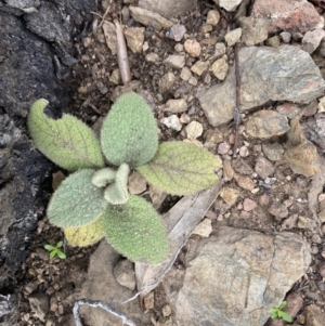 Verbascum thapsus subsp. thapsus at Queanbeyan East, NSW - 4 Jul 2023