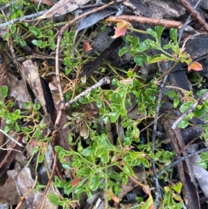 Einadia hastata at Queanbeyan East, NSW - 4 Jul 2023