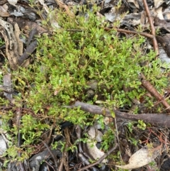 Einadia hastata at Queanbeyan East, NSW - 4 Jul 2023