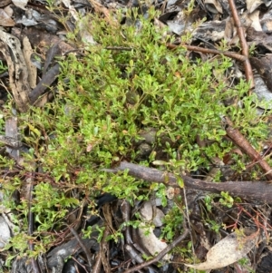 Einadia hastata at Queanbeyan East, NSW - 4 Jul 2023