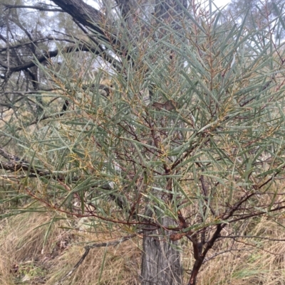Acacia doratoxylon (Currawang) at Queanbeyan East, NSW - 4 Jul 2023 by natureguy