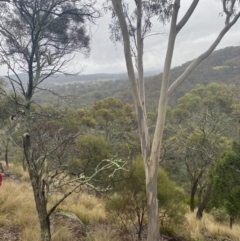 Acacia doratoxylon at Queanbeyan East, NSW - 4 Jul 2023