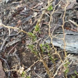 Lycium ferocissimum at Queanbeyan East, NSW - 4 Jul 2023 02:55 PM