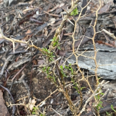 Lycium ferocissimum (African Boxthorn) at Queanbeyan East, NSW - 4 Jul 2023 by natureguy