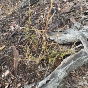 Lycium ferocissimum at Queanbeyan East, NSW - 4 Jul 2023 02:55 PM