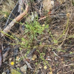 Calotis lappulacea at Queanbeyan East, NSW - 4 Jul 2023 02:52 PM