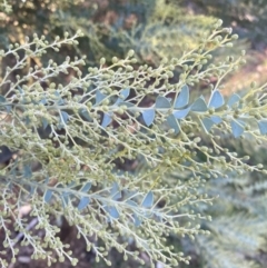 Acacia cultriformis at Majura, ACT - 30 Jun 2023