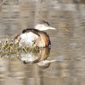 Tachybaptus novaehollandiae at Fyshwick, ACT - 24 Jul 2023