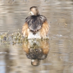 Tachybaptus novaehollandiae at Fyshwick, ACT - 24 Jul 2023