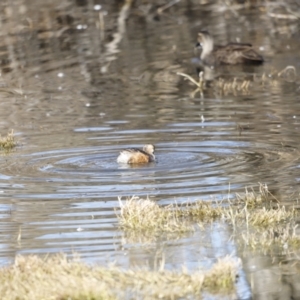 Tachybaptus novaehollandiae at Fyshwick, ACT - 24 Jul 2023