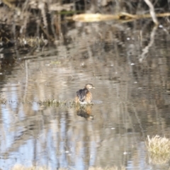 Tachybaptus novaehollandiae at Fyshwick, ACT - 24 Jul 2023