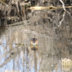 Tachybaptus novaehollandiae at Fyshwick, ACT - 24 Jul 2023