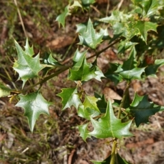 Podolobium ilicifolium at Gundary, NSW - 24 Apr 2023