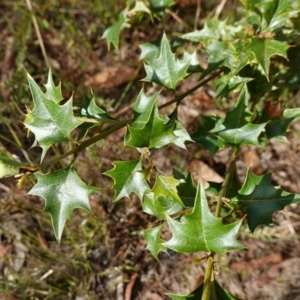 Podolobium ilicifolium at Gundary, NSW - 24 Apr 2023