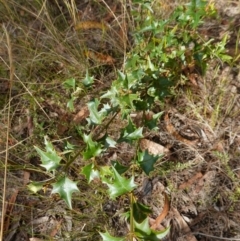 Podolobium ilicifolium at Gundary, NSW - 24 Apr 2023