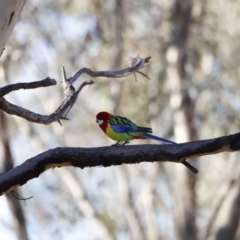 Platycercus eximius (Eastern Rosella) at Red Hill, ACT - 24 Jul 2023 by JimL