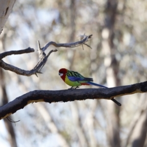 Platycercus eximius at Red Hill, ACT - 24 Jul 2023 08:33 AM