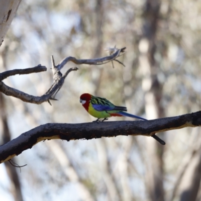 Platycercus eximius (Eastern Rosella) at Red Hill, ACT - 23 Jul 2023 by JimL