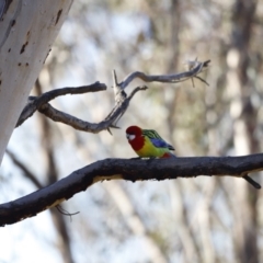 Platycercus eximius at Red Hill, ACT - 24 Jul 2023 08:33 AM