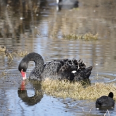 Cygnus atratus (Black Swan) at Jerrabomberra Wetlands - 24 Jul 2023 by JimL