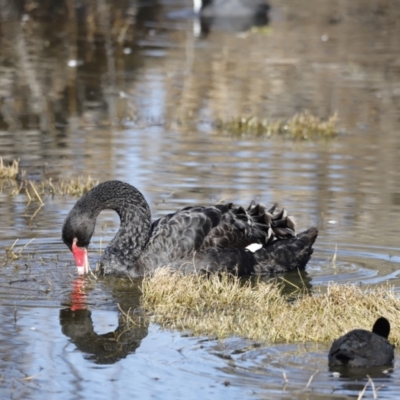 Cygnus atratus (Black Swan) at Fyshwick, ACT - 24 Jul 2023 by JimL