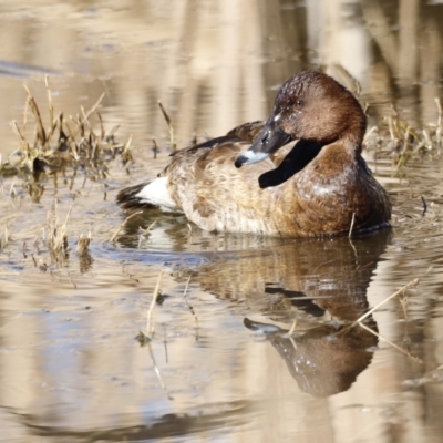 Aythya australis (Hardhead) at Jerrabomberra Wetlands - 24 Jul 2023 by JimL