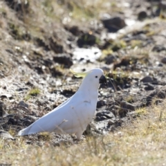Cacatua galerita (Sulphur-crested Cockatoo) at Red Hill, ACT - 24 Jul 2023 by JimL