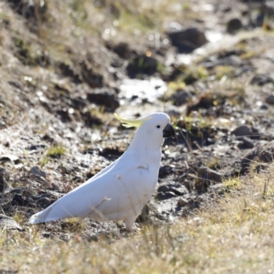 Cacatua galerita (Sulphur-crested Cockatoo) at Red Hill, ACT - 24 Jul 2023 by JimL
