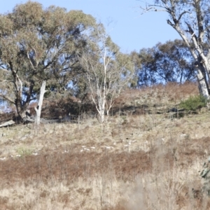 Cacatua galerita at Red Hill, ACT - 24 Jul 2023