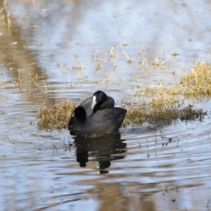 Fulica atra at Fyshwick, ACT - 24 Jul 2023