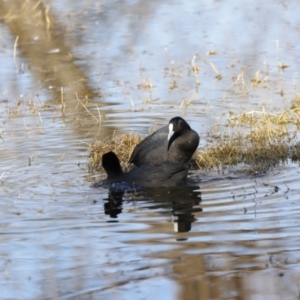 Fulica atra at Fyshwick, ACT - 24 Jul 2023