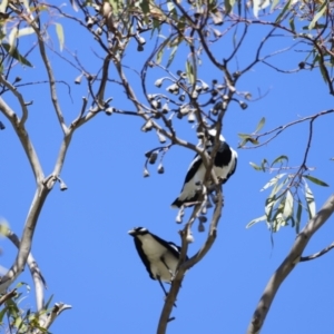 Grallina cyanoleuca at Fyshwick, ACT - 24 Jul 2023